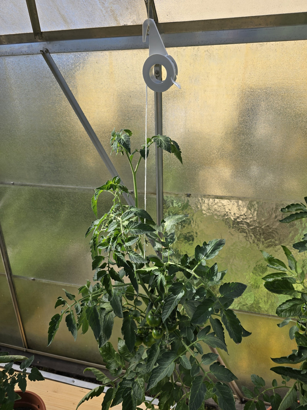 10 x Aufhängerolle Gewächshaus 8 Meter synth. Garn Tomatenrollen Schnurführung Rankhilfe