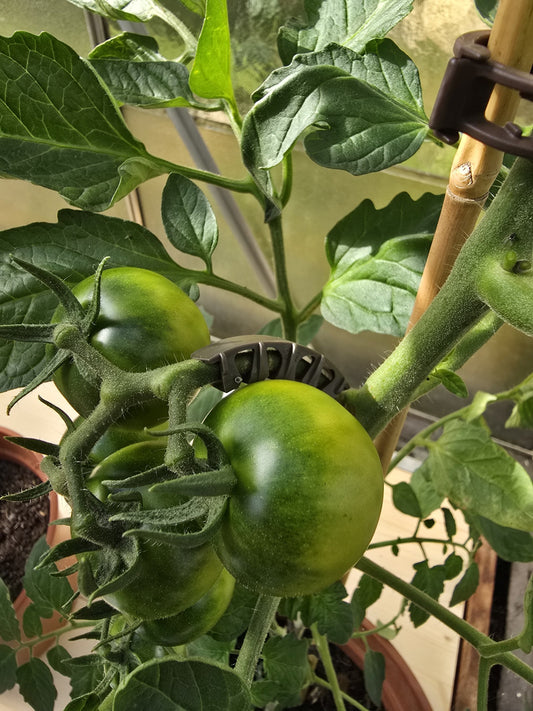 Vine holders/trellises for tomatoes, peppers, cucumbers, climbing aid, 5.5 mm, brown, 100 pieces