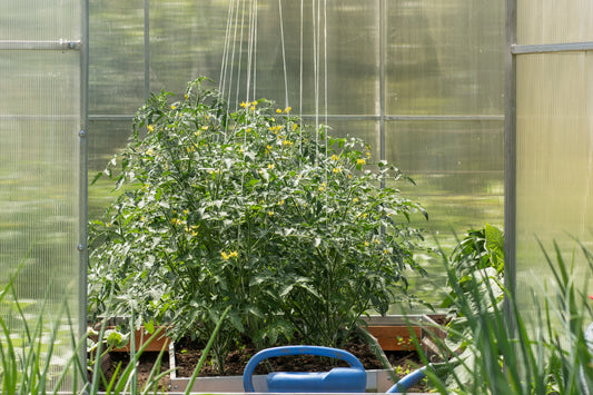 🌱🍅 Neu: Die Tomatenhaken Größe "S" – Perfekt für Dein kleines Gewächshaus! 🍅🌱
