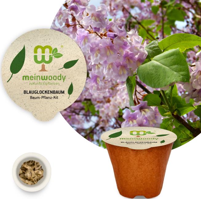 Bluebell tree planting kit with planting instructions and plastic-free planting pot