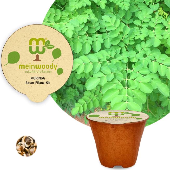 Moringa Pflanz-Kit Meerrettichbaum Pflanzkit Pflanzanleitung plastikfreier Pflanztopf