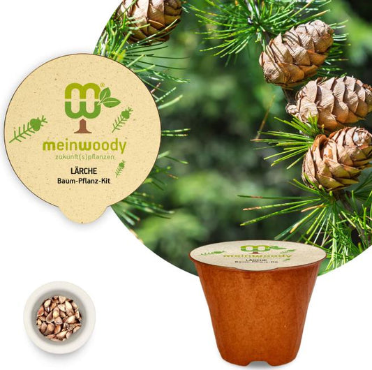 Larch tree planting kit with planting instructions and plastic-free planting pot 