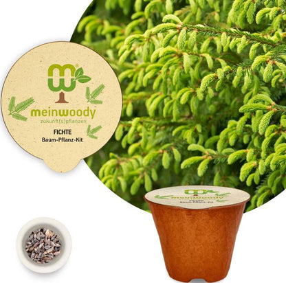 Spruce tree planting kit, planting instructions, plastic-free planting pot 