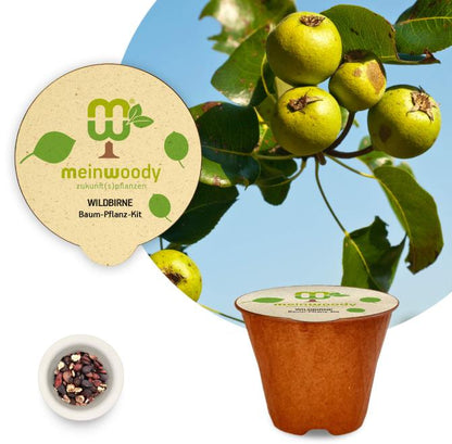 Wild pear tree planting kit, planting instructions, plastic-free planting pot, wild pear 