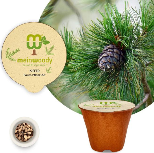 Pine tree planting kit with planting instructions and plastic-free planting pot 