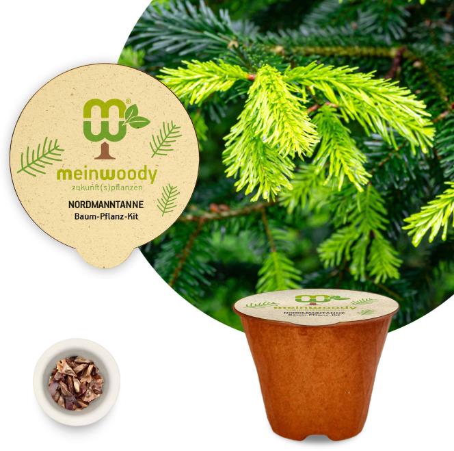 Nordmann fir tree planting kit, planting instructions, plastic-free planting pot, fir tree 