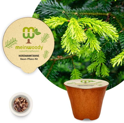 Nordmann fir tree planting kit, planting instructions, plastic-free planting pot, fir tree 