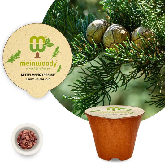 Mediterranean cypress tree planting kit, planting instructions, plastic-free planting pot, cypress 
