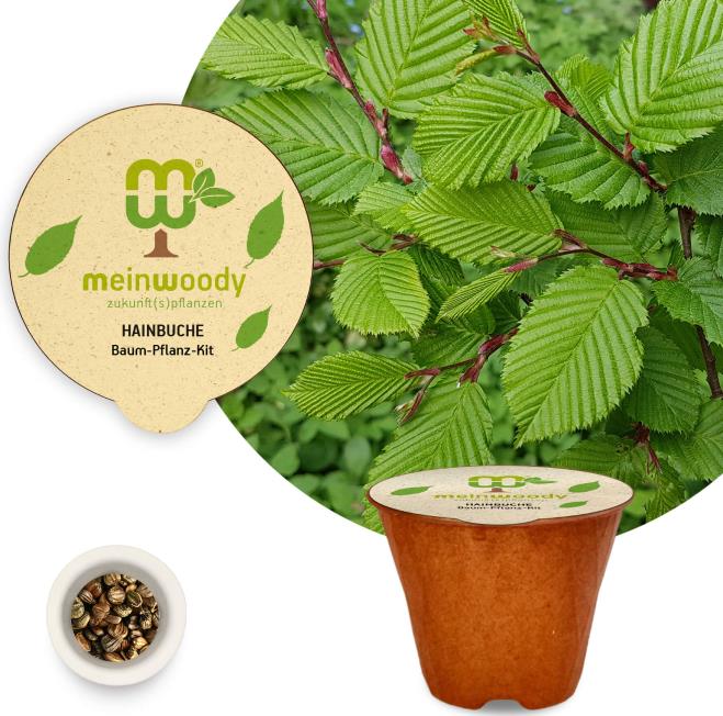 Hainbuche Baum-Pflanz-Kit Pflanzkit mit Pflanzanleitung plastikfreier Pflanztopf