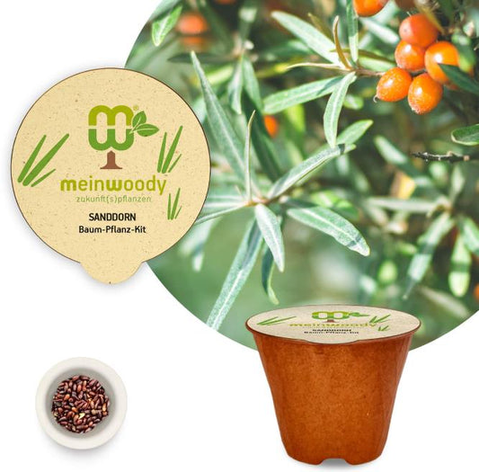 Sea buckthorn planting kit, planting instructions, plastic-free planting pot, shrub 