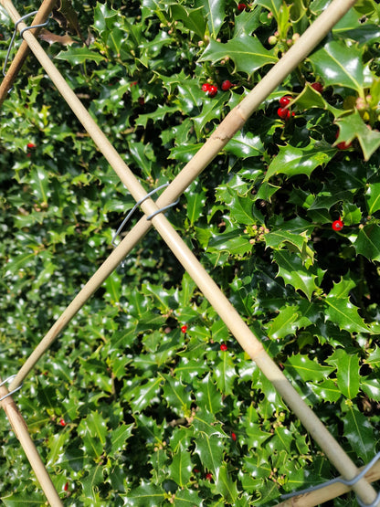 Tonkin cane trellis set: 12 canes and 36 Tonkin clips, plant support kit, 120 cm