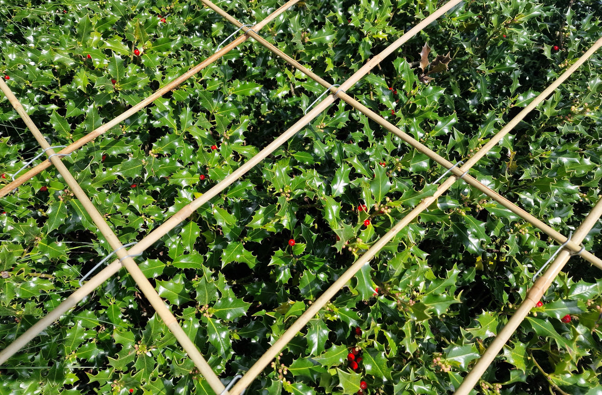 Tonkin cane trellis set: 12 canes and 36 Tonkin clips, plant support kit, 120 cm
