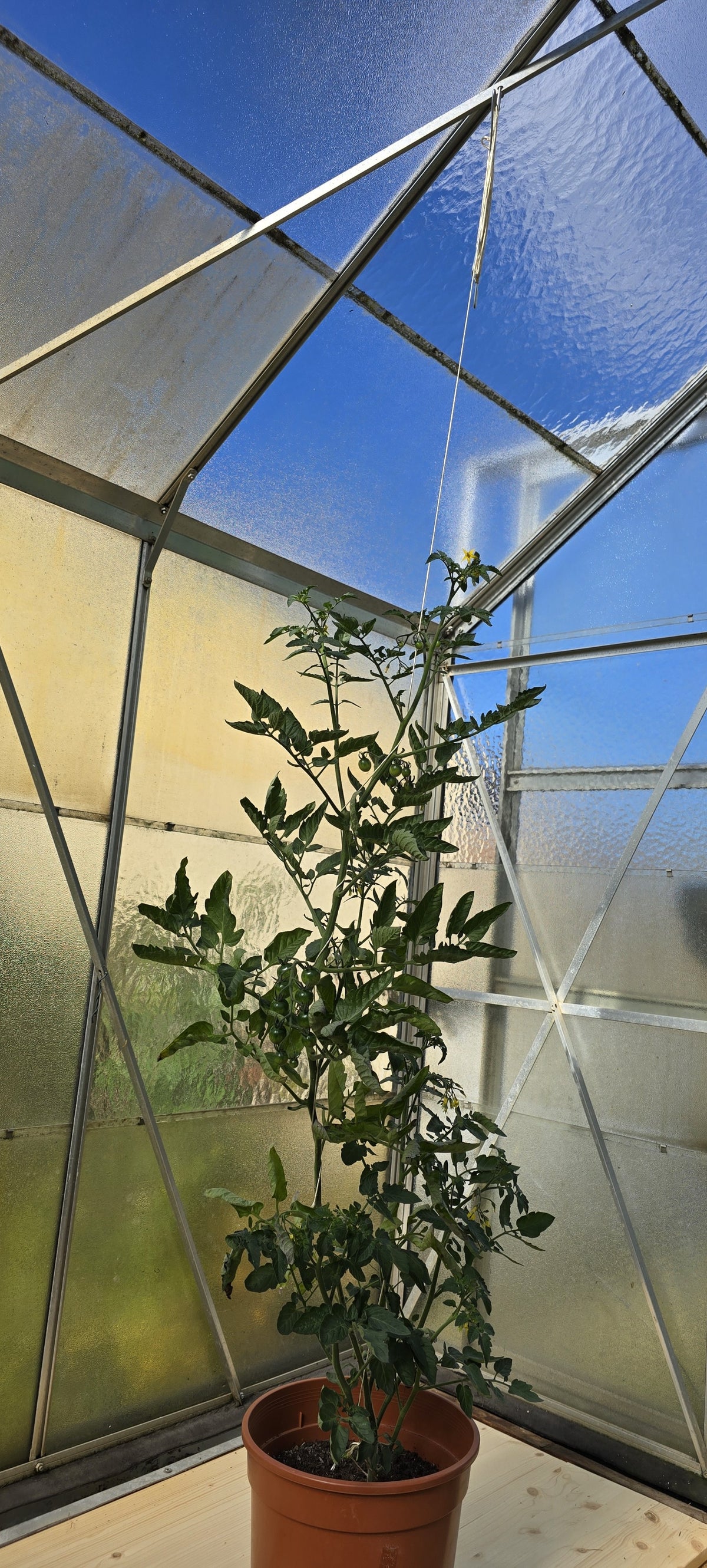 Tomato hooks (15 pieces), cucumber hooks, trellis with 5 m compostable twine, size S