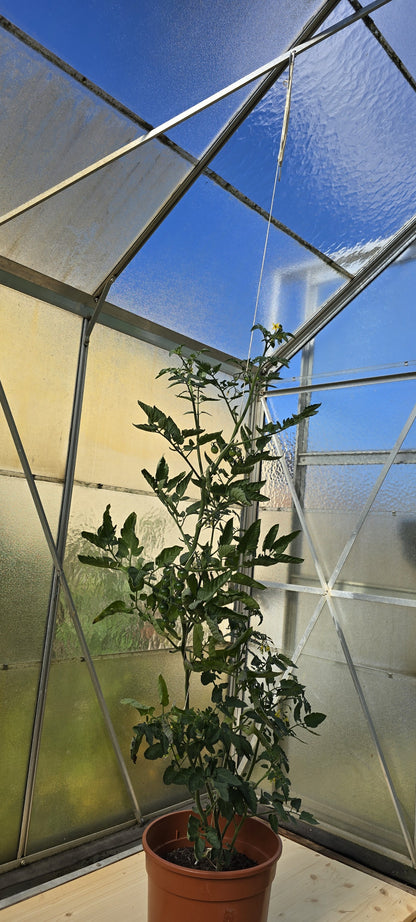 Tomato hooks (15 pieces), cucumber hooks, trellis with 5 m compostable twine, size S