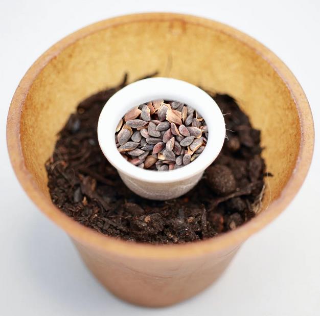 Spruce tree planting kit, planting instructions, plastic-free planting pot 