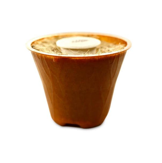 Balsamtanne Baum-Pflanz-Kit Pflanzkit Pflanzanleitung plastifreier Pflanztopf