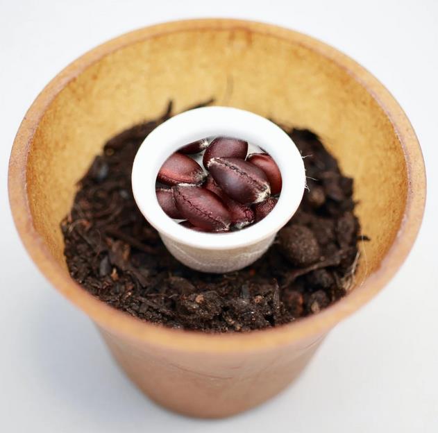Spicebush planting kit, planting instructions, plastic-free planting pot 