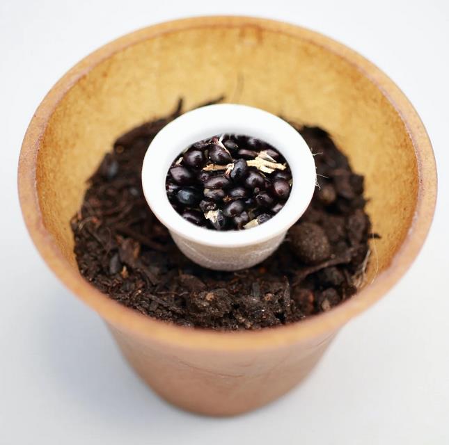 Bluebell tree planting kit with planting instructions and plastic-free planting pot