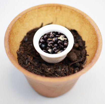 Bluebell tree planting kit with planting instructions and plastic-free planting pot