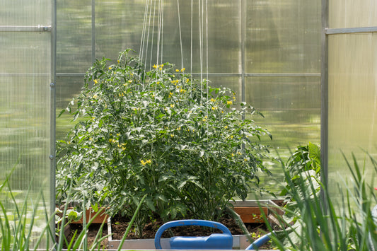 Professional tomato hooks, 10 pieces; cucumber hooks; climbing aid with 5 m of compostable twine each