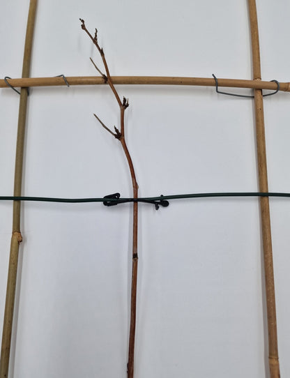 Himbeerklammer Drahtklammer weich Weinbau Beerenanbau 100 Stück Kunststoff 6,5 cm