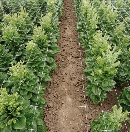 Kletterpflanzen Rankhilfe Pflanzennetz Gartennetz Stütznetz  2 x 10 m weiß