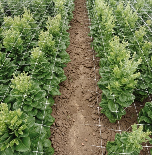 Kletterpflanzen Rankhilfe Pflanzennetz Gartennetz Stütznetz  2 x 10 m weiß