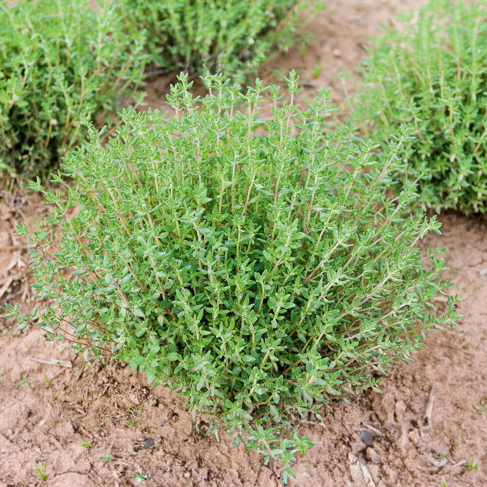 Kräuter-Pflanz-Kits "Herbalist" je 1x Basilikum Rotblättrig Zitronenmelisse Thymian plastikfrei