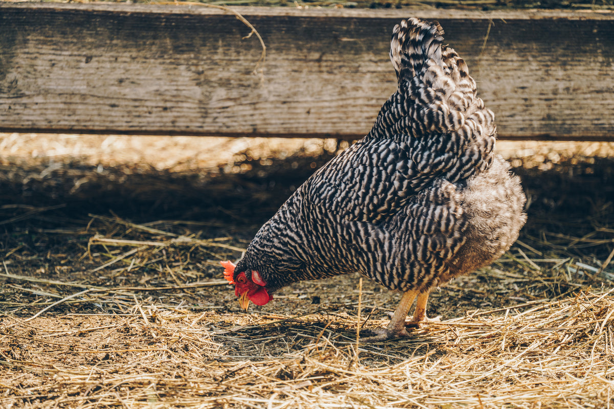 schwarz grau weiß gescheckte Mechelner Henne sucht Futter im Auslauf Huhn
