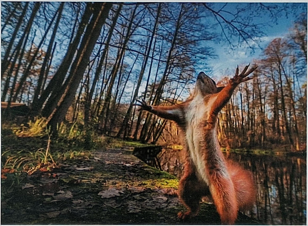 Puzzle 1000 Teile Squirrel Eichhörnchen 69x51 cm Wald Natur Gehirntraining