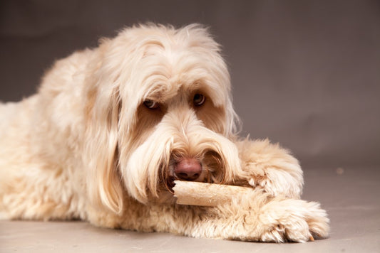 Kauknochen Kauholz Hunde M Kaffeeholz natürlicher Kaustab Zahnpflege Hundespielzeug